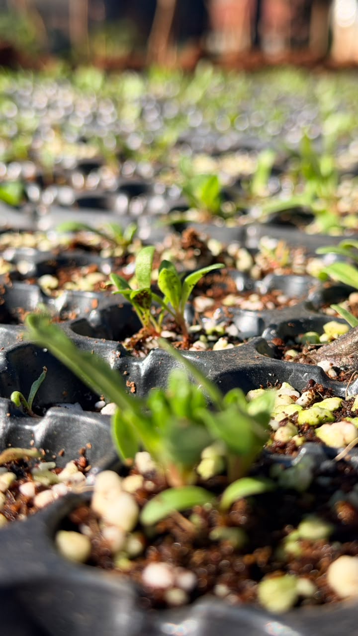Residential Growing Solutions